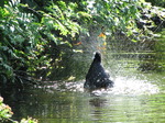 SX06190 Bathing Coot.jpg